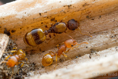 Analyzing the RNA differences between queens and workers