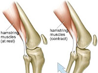 Hamstring Diagram Hamstring Diagram