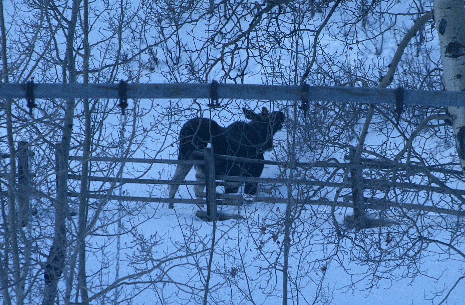 Three Moose