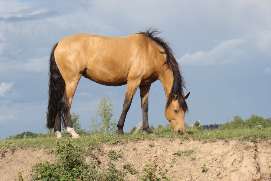 Cosas de los caballos HERBÍVOROS