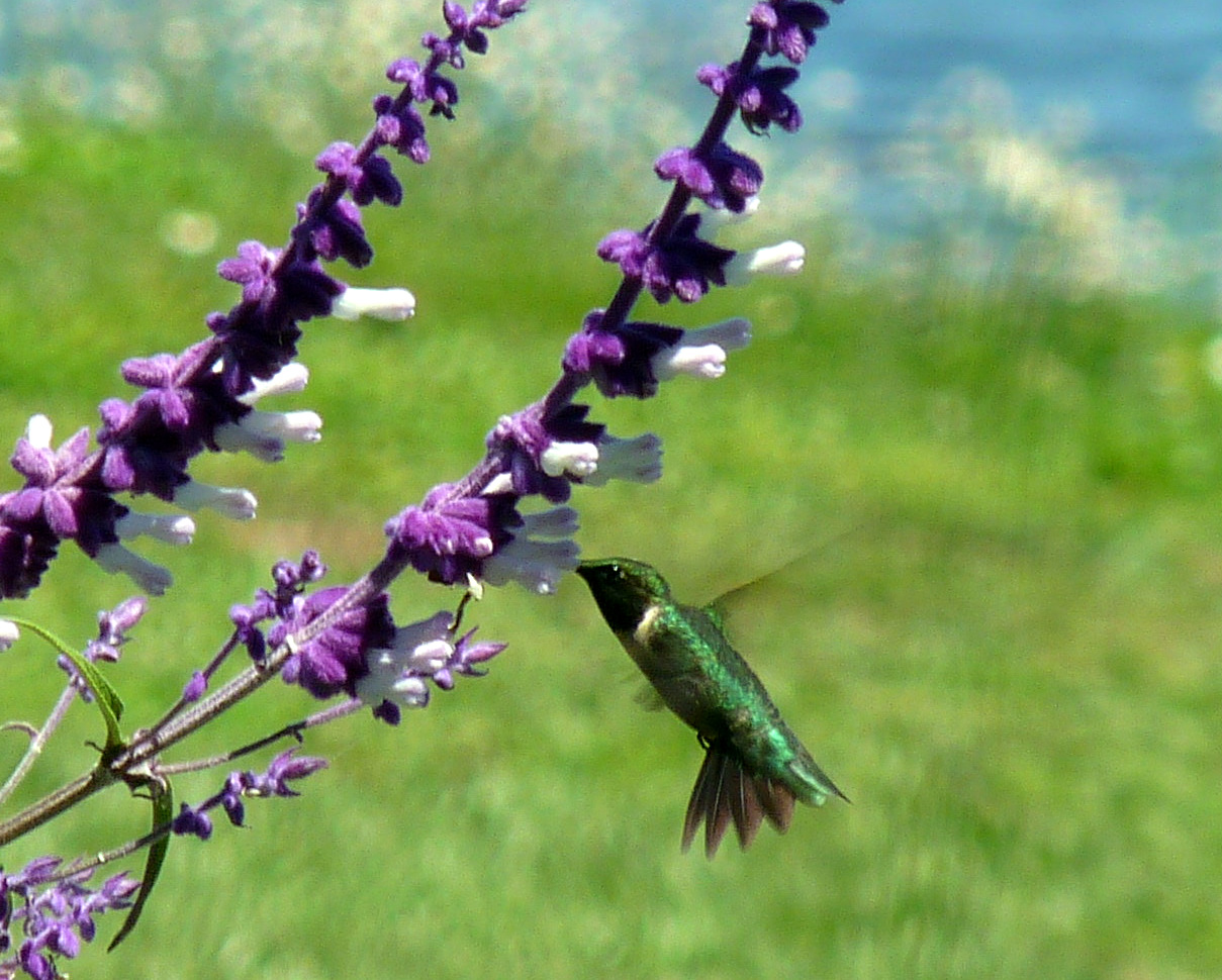 My Florida Backyard Little Gem