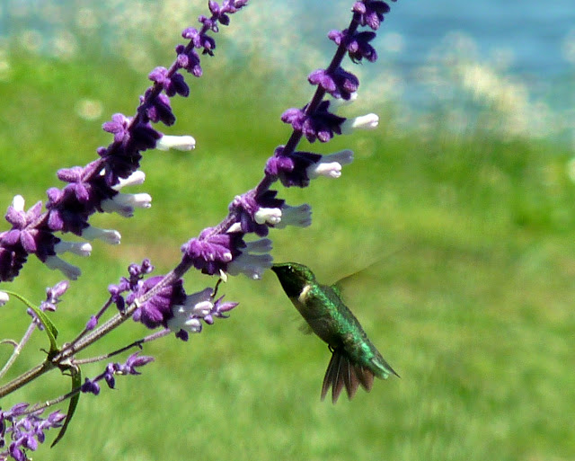 32 Best Purple Foliage Images Plants Purple Garden
