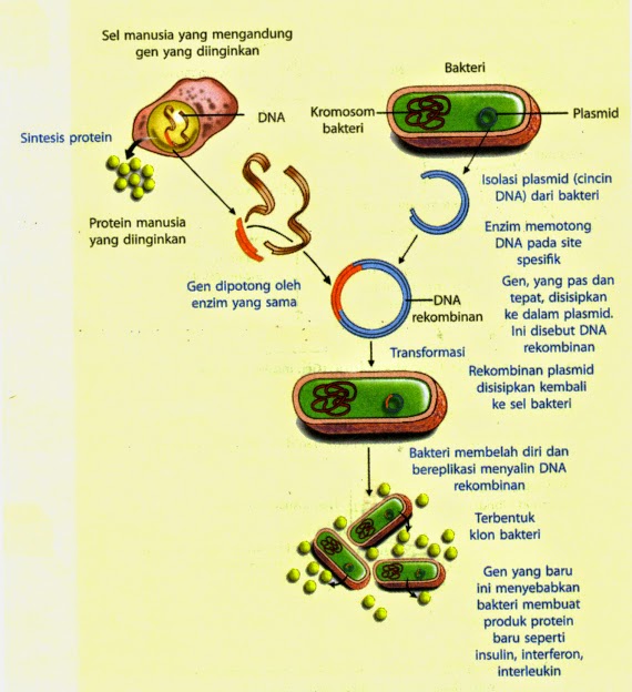 MANFAAT DALAM BIDANG FARMASI Free Blog