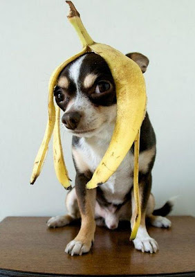 Funny DOG Pictures