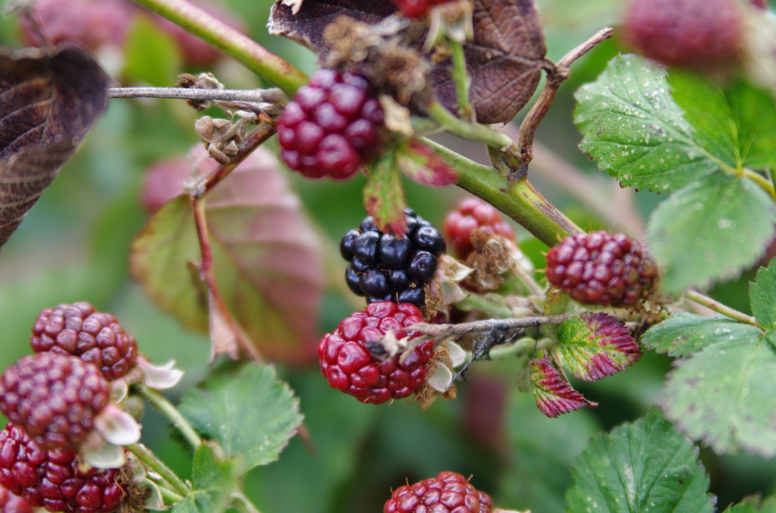 Trees and Plants Raspberry
