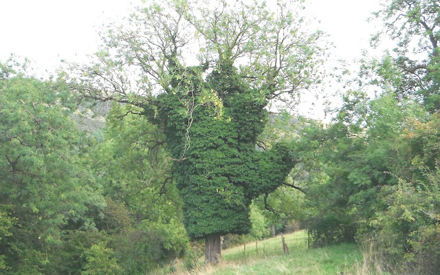 Ivy growth on tree