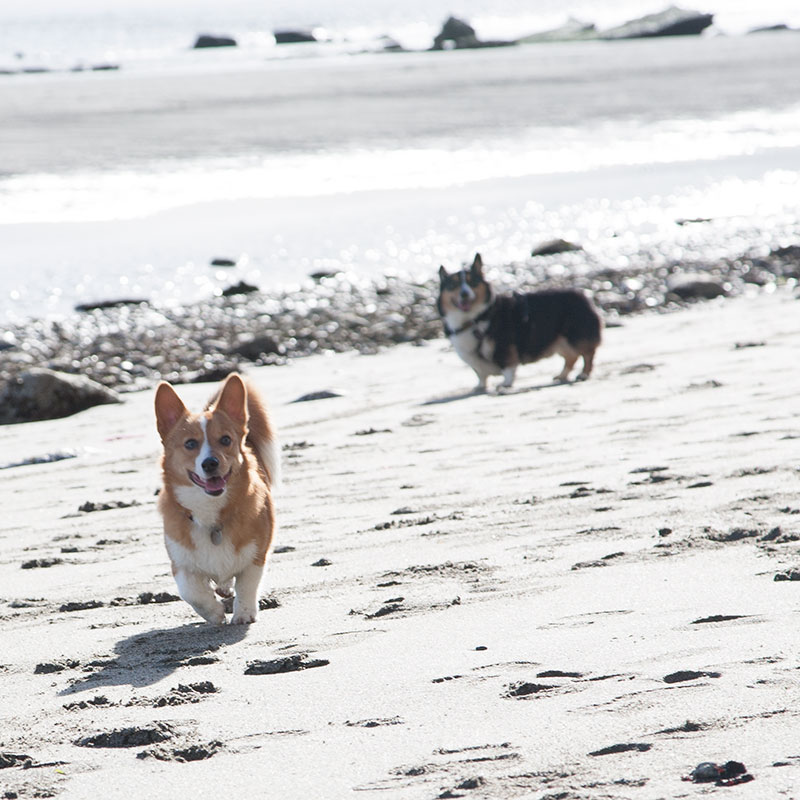 Dogs at double bluff off leash dog beach Dogs at double bluff off leash dog beach
