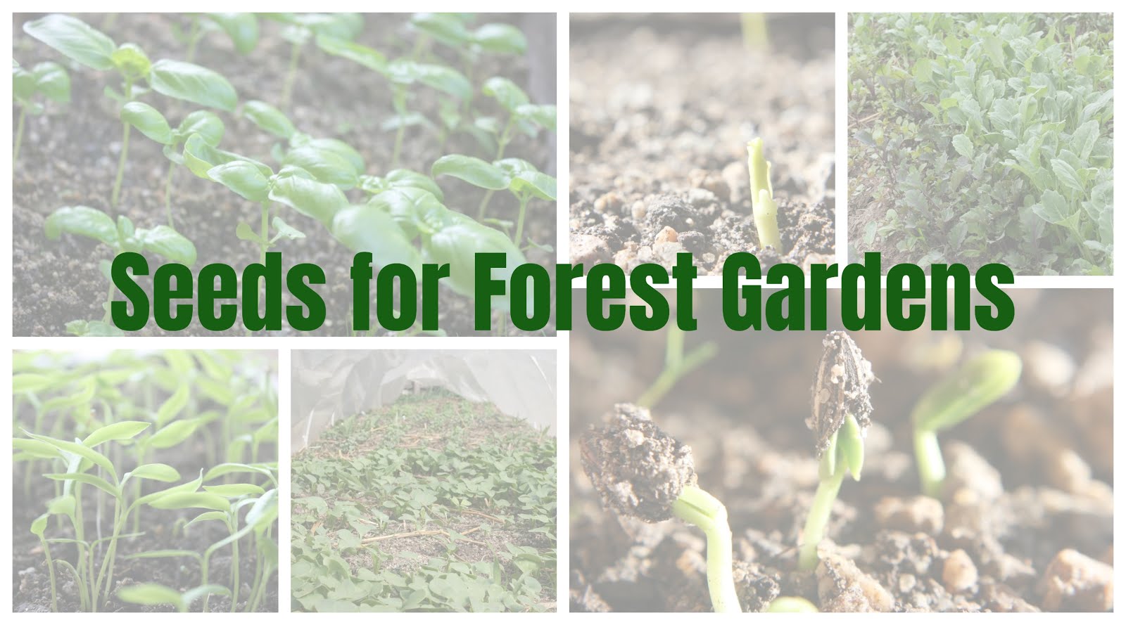 Seeds For Forest Gardens