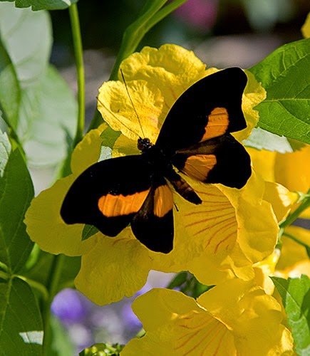 yellow flowers and butterflies black wings