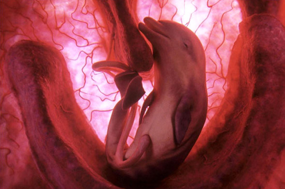 animals inside womb