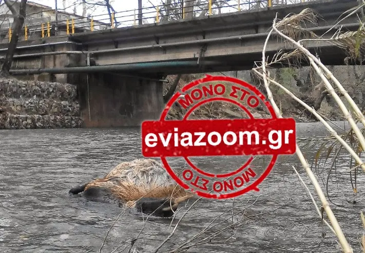 Μαντούδι: Το ποτάμι γέμισε με νεκρά πρόβατα! Δείτε τις εφιαλτικές εικόνες! (ΦΩΤΟ)