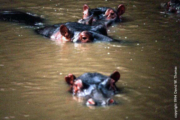 Hippo God