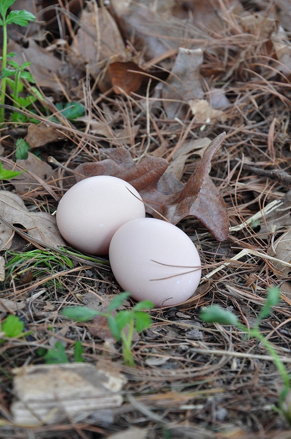 Refrigeration Farm Fresh Eggs Refrigeration