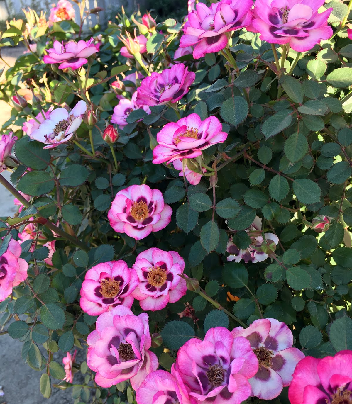 Rose Hybridizing New Pollen Parents for 2016