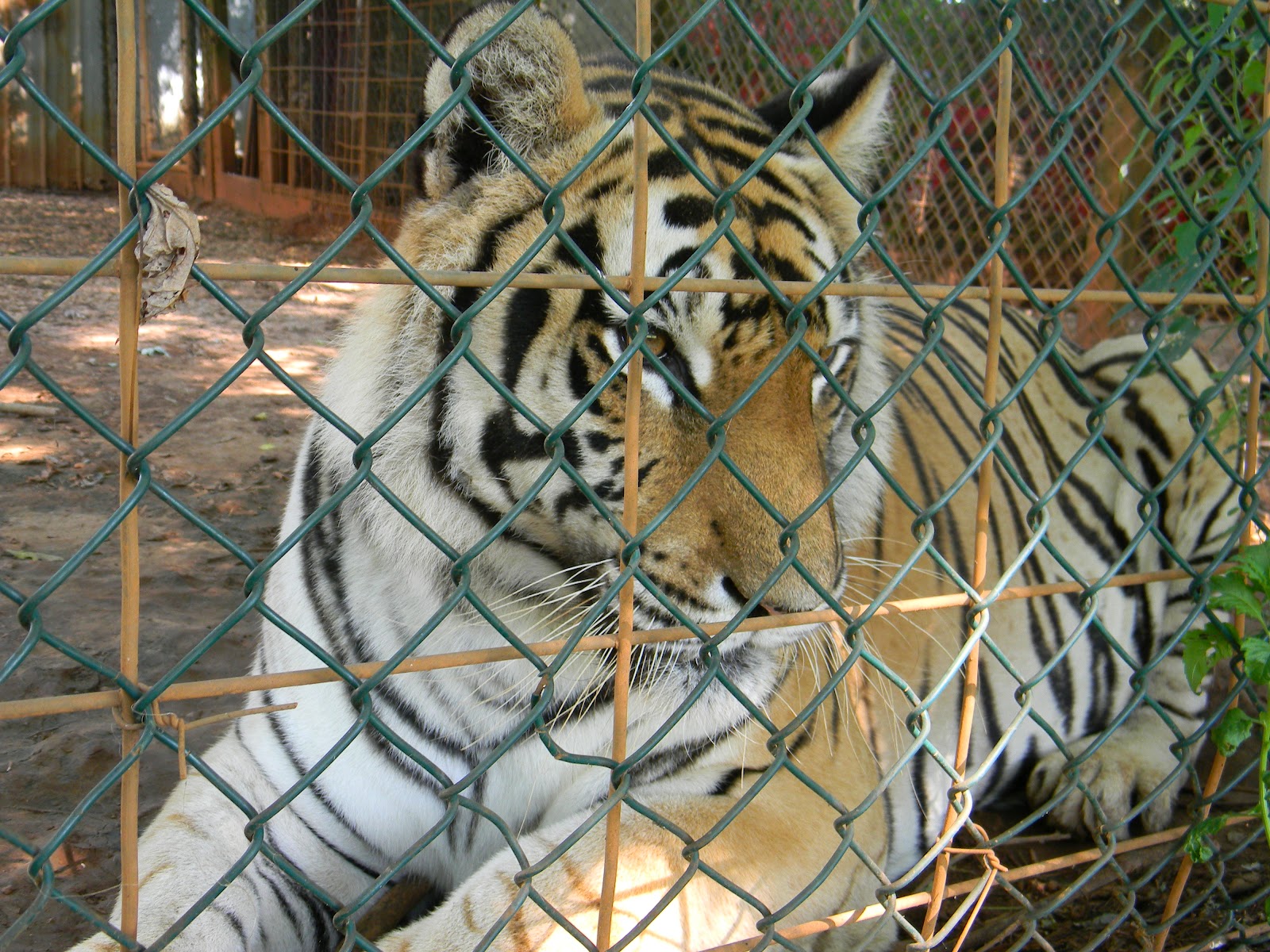 Animals House Pictures