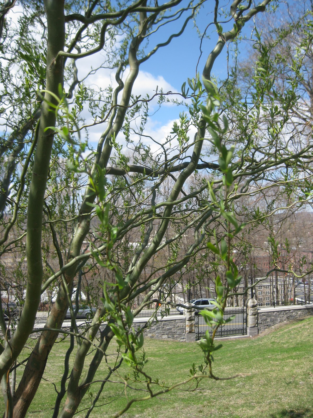 Trees Corkscrew willow