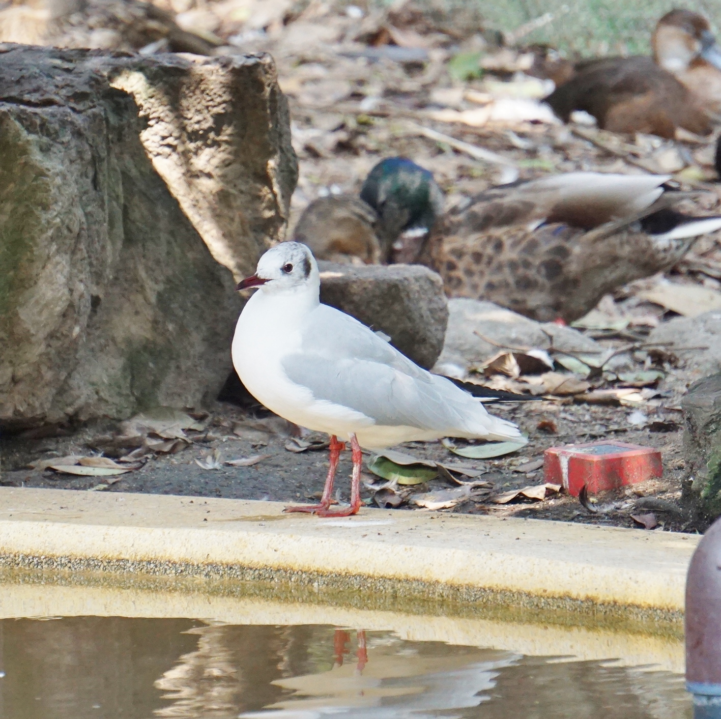 福岡市動物園ブログ 君の名は ユリカモメの夏