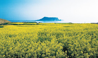 Wind & stone in Jeju island – Island of the Gods Wind & stone in Jeju island – Island of the Gods