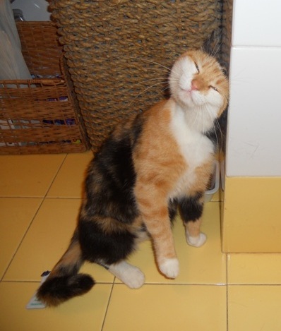 I Mici Di Lory Roma Patchwork E Stata Adottata