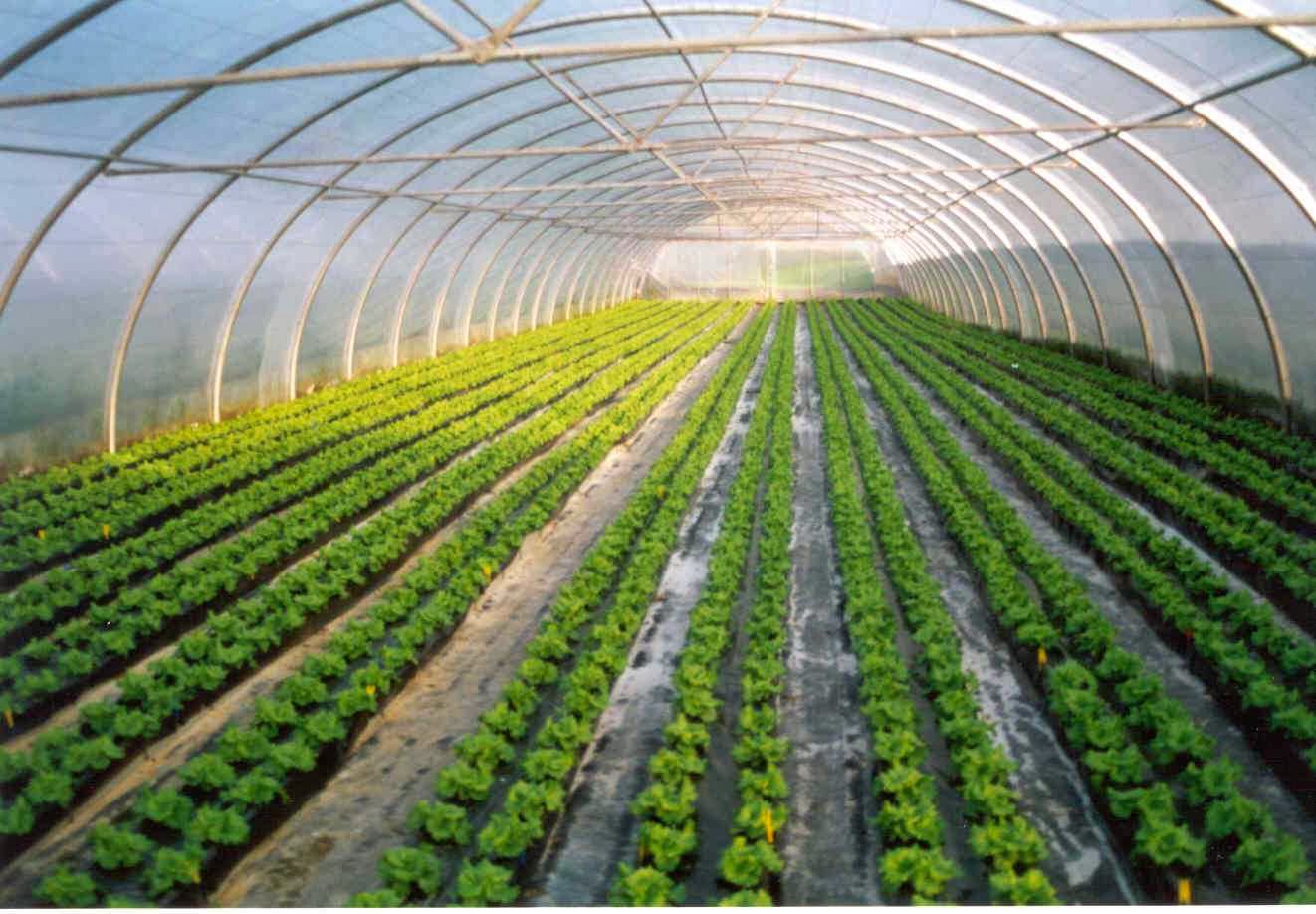 BiosLogos : HIDROPONIA