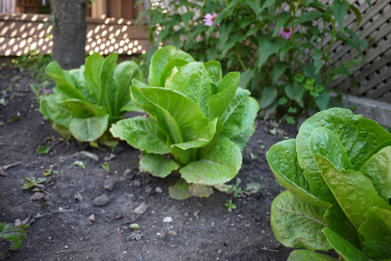 tarts & crafts: thoughts on gardening