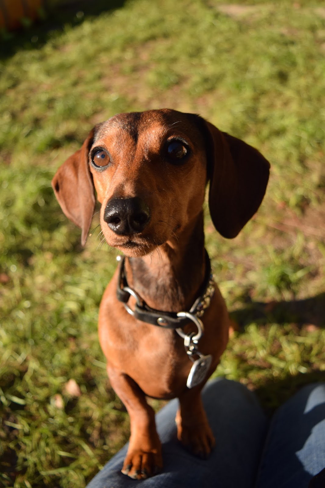 Primal Llittle Dog Food Primal Llittle Dog Food