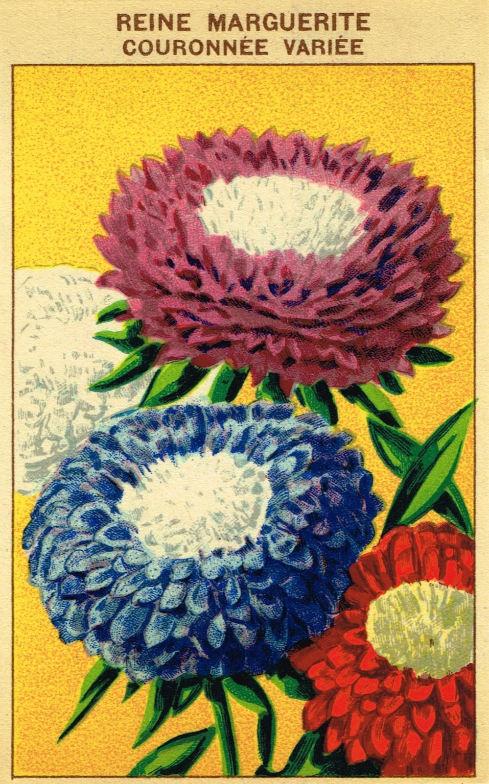 It is an image of Effortless Printable Seed Packets This is a graphic of Effortless Printable Seed Packets