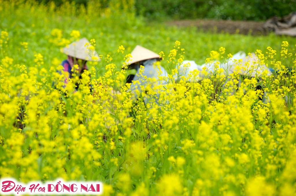 [Image: Ruc-ro-sac-vang-mua-hoa-cai-o-Ha-Noi-2.jpg]