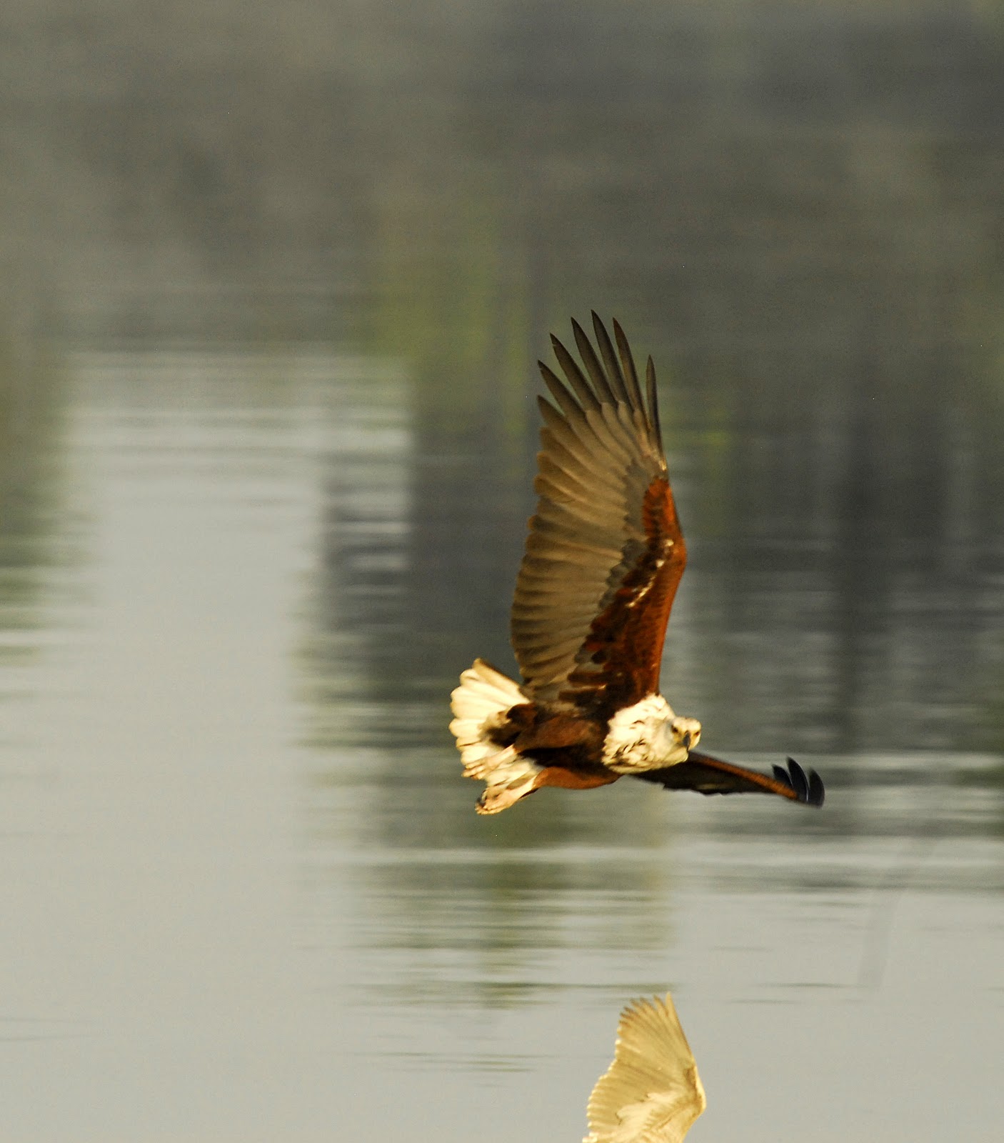 Colorful African Birds