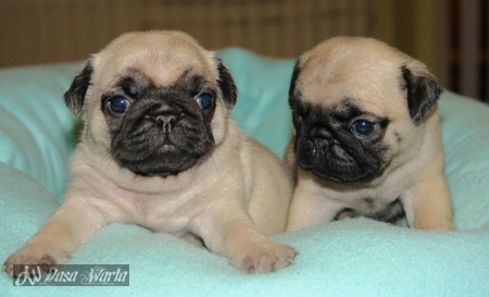 Restricted 10 Anjing Peliharaan Terpopuler Di Dunia