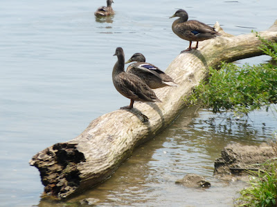mallards on a log