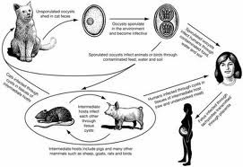 Toxoplasma