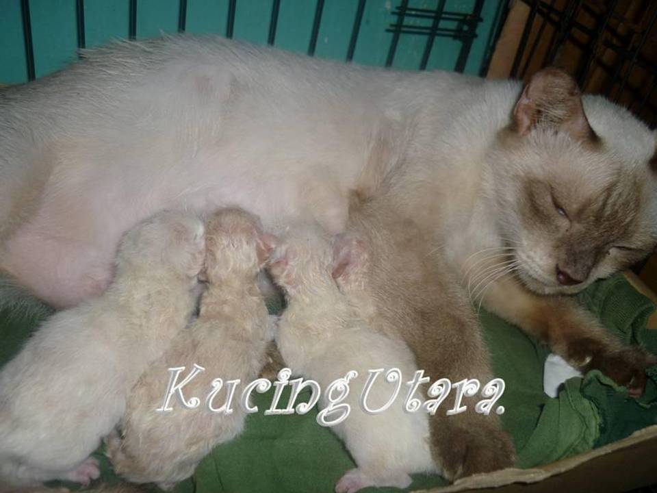 Kucing Siam Putih Www Pixshark Images Galleries kucing siam putih www pixshark images galleries