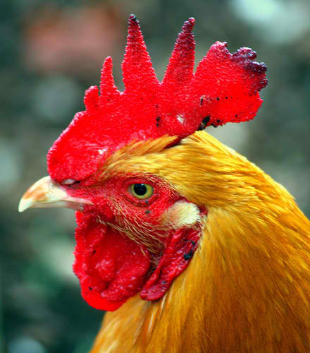 What are rooster injections for arthritic knees?