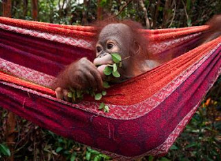 nacidos para ser libres. salvando a orangutanes y elefantes