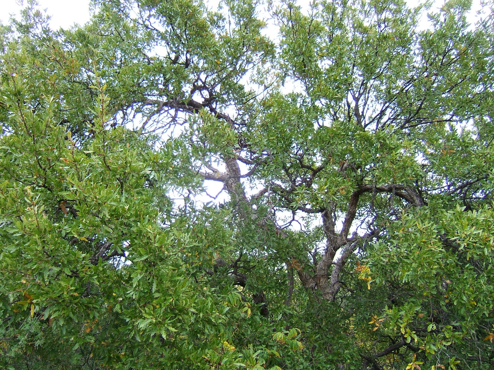 Trees That Please Nursery November 2013