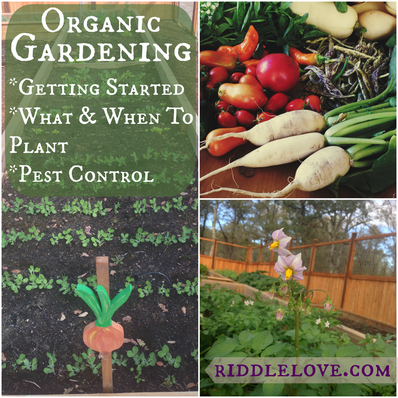 riddlelove Organic Gardening Getting Started, Choosing What to Grow