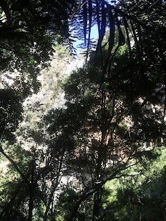 Waterfall. Springbrook national park