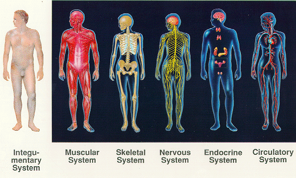 Our Body’s Instinctive Organ Systems ~ MISS ELIXIR