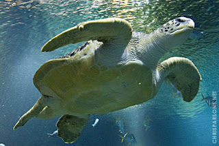 Tennessee Aquarium Blog: March 2011