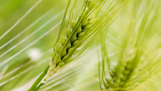 Wheat