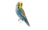Normal Budgie (Blue& White Face) RM60