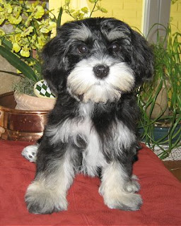 miniature schnauzer pets dog puppy puppies photo animal wallpaper miniature schnauzer pets dog puppy puppies photo animal wallpaper