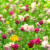 Campo de tulipanes de colores - Flores hermosas