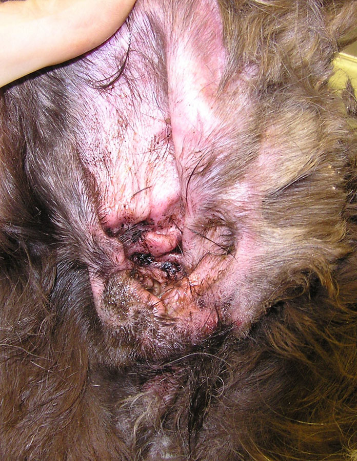 How To Relieve Ear Infection In Dog How To Relieve Ear Infection In Dog