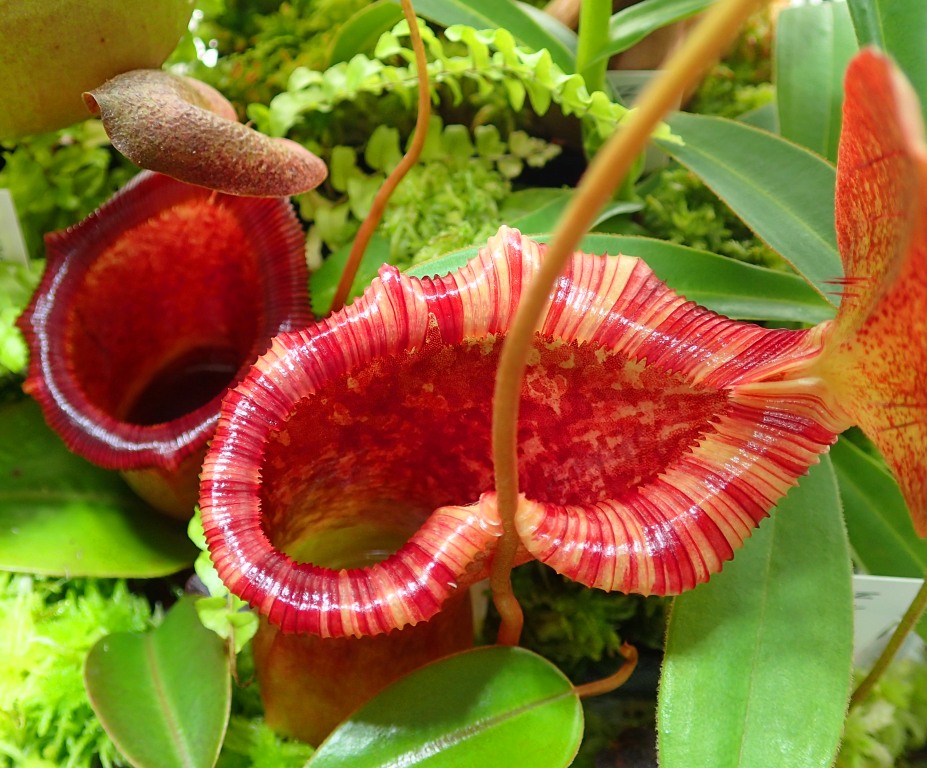 食虫植物N.lowii x ventricosa-red   EP