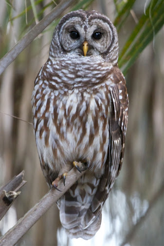 mr mrs barred owl fun facts about barred owls mr mrs barred owl fun facts about barred owls