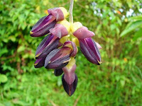ATMAGUPTA (Mucuna pruriens)