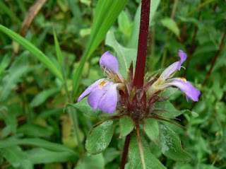 Ashwagandha for Sleep