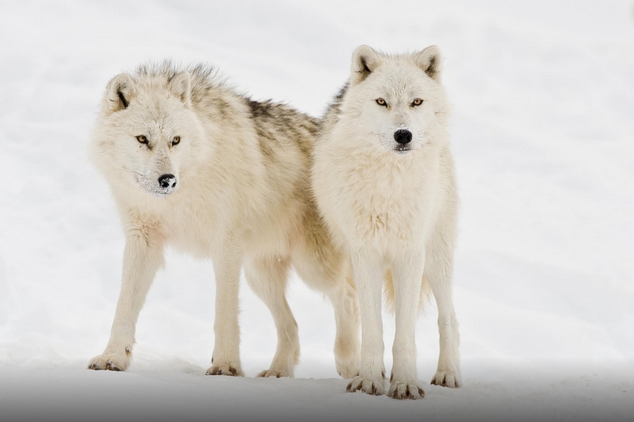 White Wolf : Fascinating Wildlife Pictures of Maxime Riendeau Will Take